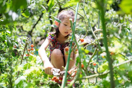 Foto de Pimientos de cosecha infantil en el huerto - Imagen libre de derechos