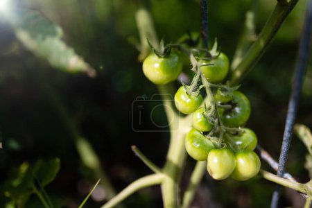 Téléchargez les photos : Tomates cerises cultivées immatures et vertes - en image libre de droit