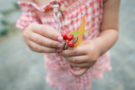 Photo for Child playing with red berries - Royalty Free Image