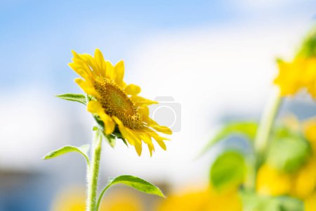 Photo for Sunflowers blooming under the blue sky - Royalty Free Image