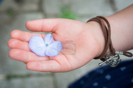 Téléchargez les photos : Main d'enfant avec fleur d'hortensia - en image libre de droit