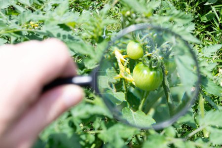 Téléchargez les photos : Observez les tomates vertes avec une loupe - en image libre de droit