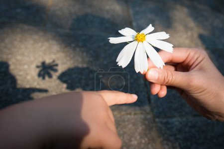 Photo for Hand handing the cosmos flower - Royalty Free Image