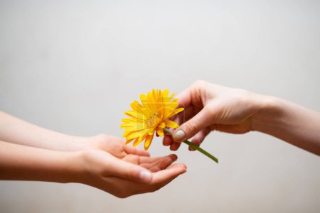 Téléchargez les photos : Les mains des parents et de l'enfant remettant la fleur jaune - en image libre de droit