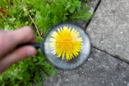 Photo for Enlarge the dandelion with a magnifying glass - Royalty Free Image