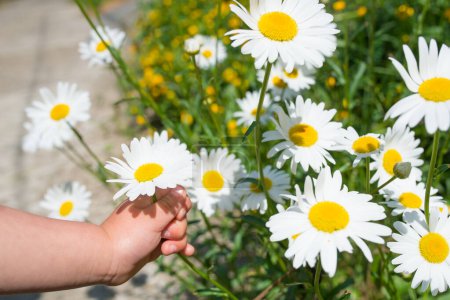 Téléchargez les photos : Les mains de l'enfant qui touche les fleurs de Margaret - en image libre de droit