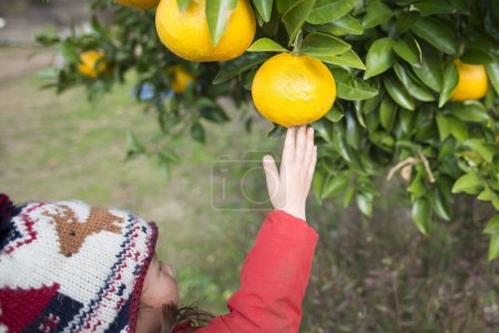 Téléchargez les photos : Asiatique fille avec un tas d'oranges - en image libre de droit
