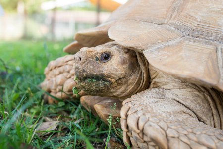 Photo for African Spurred Tortoise on grass - Royalty Free Image