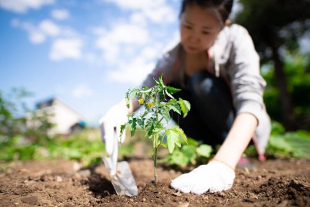 Photo for Woman planting tomato seedlings in a garden field - Royalty Free Image