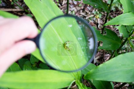 Enlarge the frog with a magnifying glass