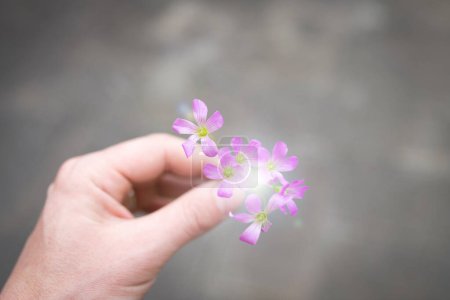 Photo for Hand holding out a small flowers - Royalty Free Image
