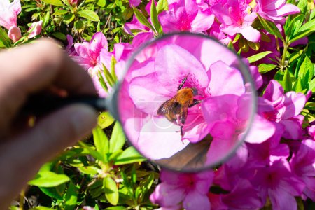 Téléchargez les photos : Observez l'abeille avec une loupe - en image libre de droit