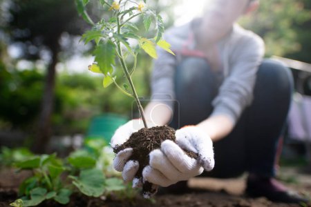 Foto de Mujer plantando plántulas de tomate en un campo de jardín - Imagen libre de derechos