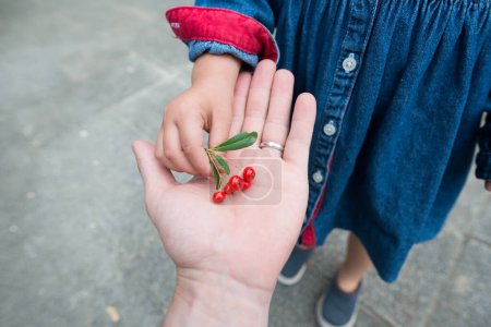 Photo for Parent and child to hand over the hawthorn fruits - Royalty Free Image