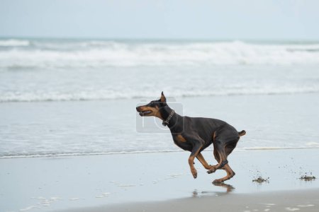 Photo for Doberman playing at the seaside - Royalty Free Image