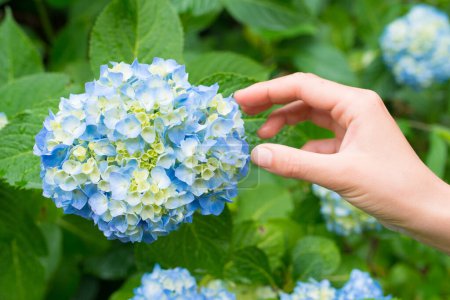 Foto de La mano toca la hortensia azul - Imagen libre de derechos