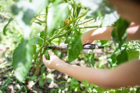 Foto de Pimientos de cosecha infantil en el huerto - Imagen libre de derechos