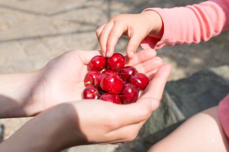 Photo for Parent and child hands with Cherries - Royalty Free Image