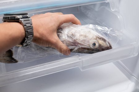 Téléchargez les photos : Toucher à la main le poisson dans le réfrigérateur - en image libre de droit