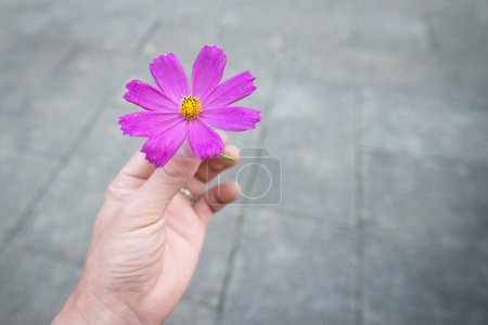 Foto de Mano con flor de cosmos - Imagen libre de derechos