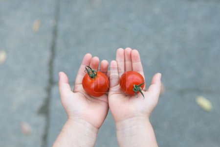 Child with tomatoes in hands