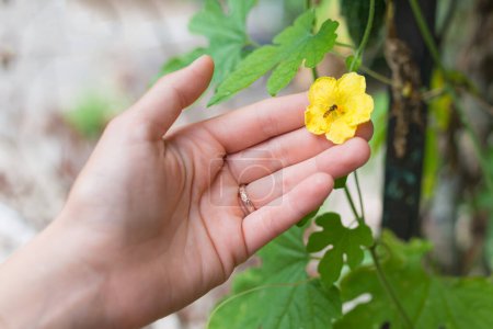 Téléchargez les photos : Abeille perchée sur fleur jaune - en image libre de droit