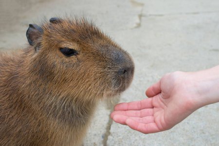 Foto de Capybara sobre fondo borroso - Imagen libre de derechos