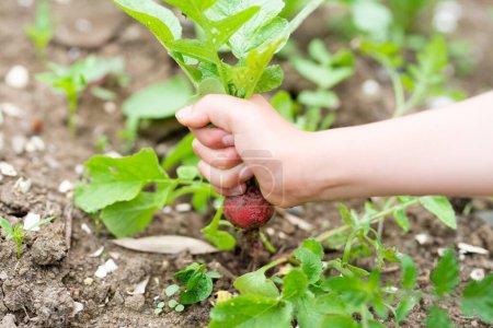 Foto de La mano de un niño para cosechar un rábano - Imagen libre de derechos