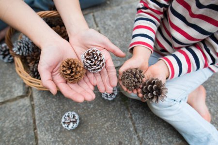 Photo for Hands with pine cones - Royalty Free Image
