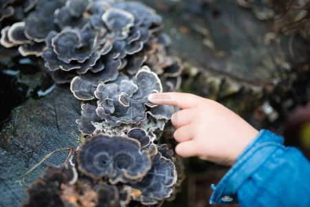Téléchargez les photos : Petites mains d'enfant touchant un champignon dans la forêt - en image libre de droit