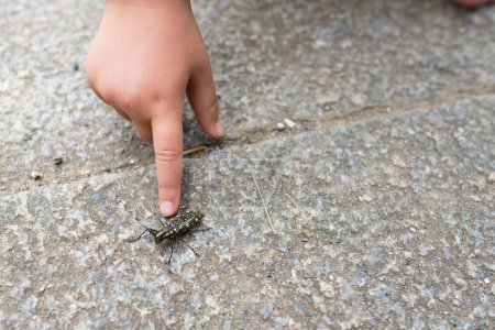 Foto de El niño encontró el escarabajo - Imagen libre de derechos