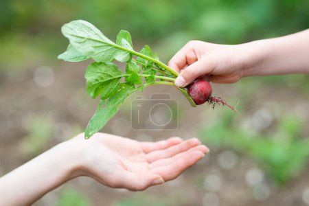Photo for Parent and child hands handing a radish - Royalty Free Image