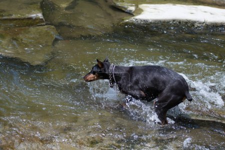 Foto de Doberman jugando en el río - Imagen libre de derechos