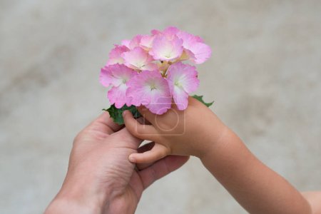 Téléchargez les photos : Main de parent et d'enfant pour passer l'hortensia rose - en image libre de droit