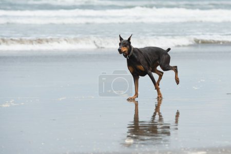 Foto de Doberman jugando en la playa - Imagen libre de derechos