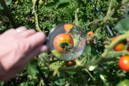 Téléchargez les photos : Agrandir Tomate mûre rouge avec loupe - en image libre de droit
