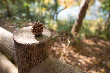Téléchargez les photos : Cône de pin dans la forêt - en image libre de droit