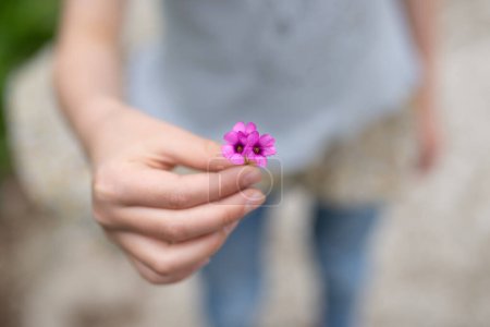 Foto de Niño presentando una pequeña flor - Imagen libre de derechos