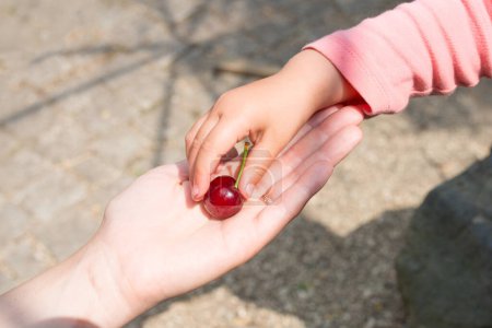 Téléchargez les photos : Mains de parents et d'enfants avec Cherry - en image libre de droit