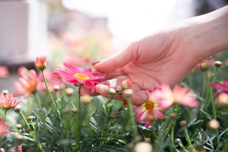 Téléchargez les photos : Main féminine touchant une fleur rose - en image libre de droit