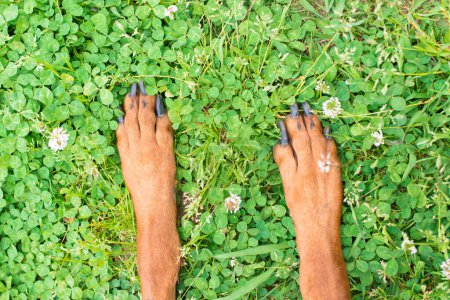 Photo for Doberman feet on green field - Royalty Free Image