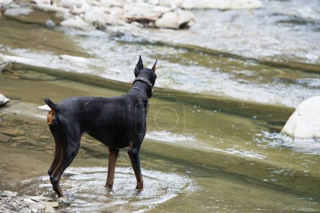 Téléchargez les photos : Doberman jouant dans la rivière - en image libre de droit