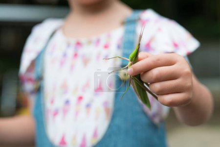 Téléchargez les photos : Enfant attrapé une sauterelle verte - en image libre de droit