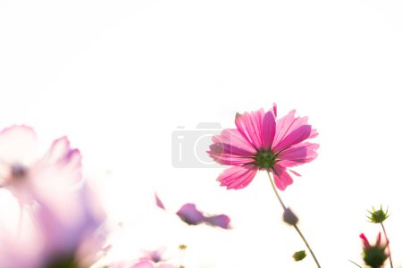 Téléchargez les photos : Fleurs cosmos roses vues de dessous - en image libre de droit
