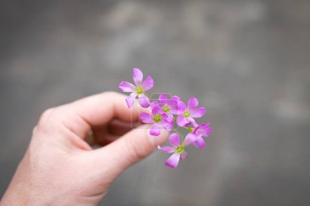 Foto de Mano extendiendo una pequeña flor - Imagen libre de derechos