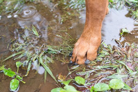 Téléchargez les photos : Pied des chiens entrant dans le réservoir d'eau - en image libre de droit