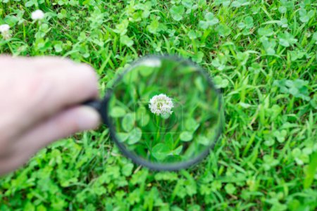 Photo for Enlarge flower of white clover with magnifying glass - Royalty Free Image