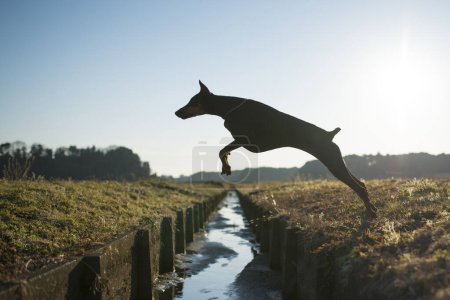 Photo for Doberman to jump the creek - Royalty Free Image