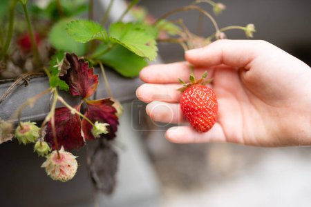 Photo for Close up of female hand with ripe red strawberry - Royalty Free Image
