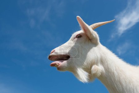 Téléchargez les photos : Ciel bleu et chèvre blanche - en image libre de droit